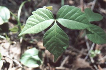 poison ivy picture